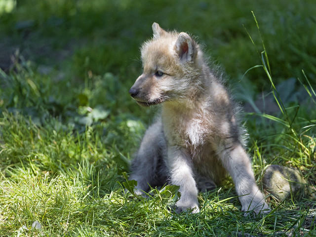 Cute arctic wolf pup in the grass | Flickr - Photo Sharing! Cute Baby Arctic Wolf