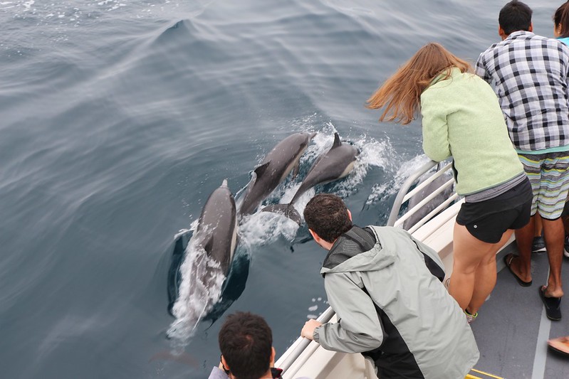 Dolphins next to the ship in the Santa Barbara Channel near Santa Cruz Island.