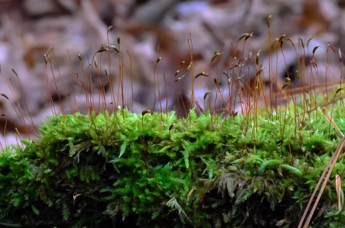 autumn macro closeup landscape moss woods bokeh ngc stalks spores columbiacountyny tokina100mmf28atxprod tokina100mmf28macro handhollow dajewski gdajewski