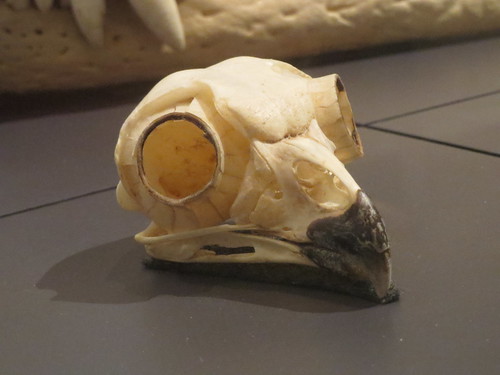 Bird Skull