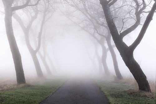 trees light mist misty fog landscape nikon mood foggy nikkor chesterton warwickshire 70200mmf4 d610 mistytrees jactoll nikonfxshowcase