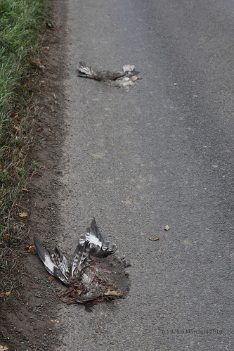 Road Kill - Buzzards