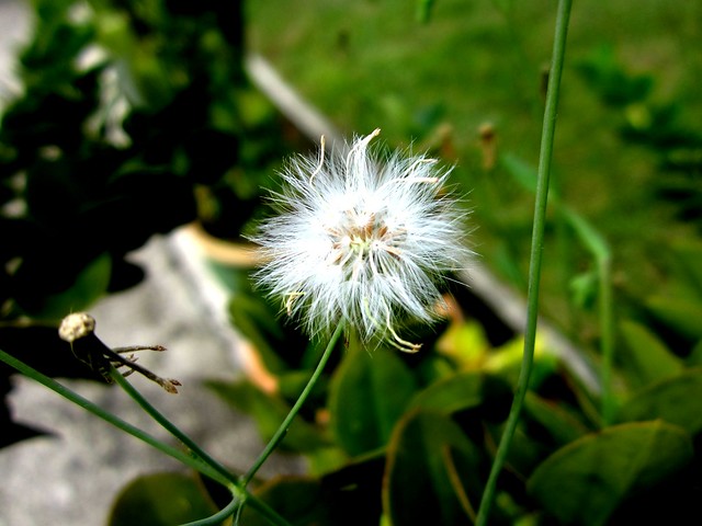 wild flower 3