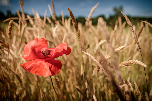 flowers red summer england plant flower field flora unitedkingdom surrey poppies binscombe papaverrhoeas commonpoppy