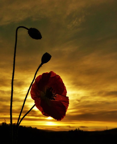 sunset sky sun flower day poppy remembrance