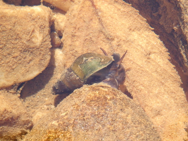 linville gorge snail