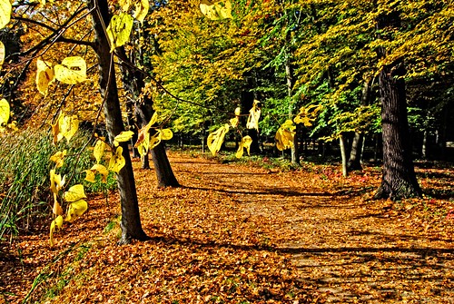 autumn trees color leaves germany landscape deutschland herbst tobi landschaft blätter farbe bäume allemagne
