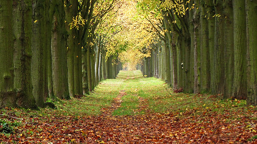 autumn trees fall alley parkway wilhelmsthal