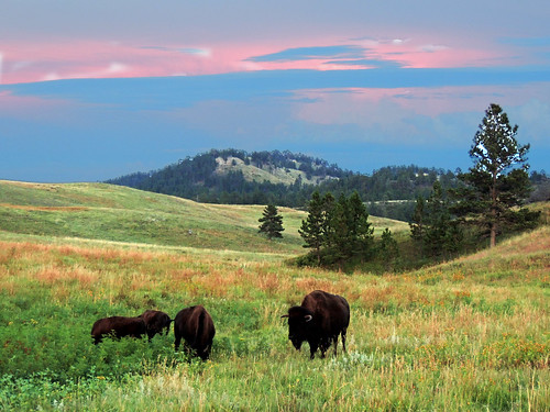 park buffalo nikon state dusk wyoming bison custer p510