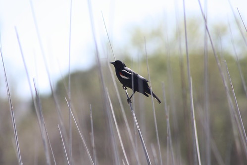 sandiegocounty ca california tricoloredblackbird agelaiustricolor jacumba wetland