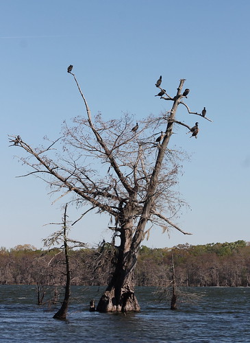 bird lakemartinlouisiana cormorant doublecrestedcormorant phalacrocoraxauritus cypress baldcypress taxodiumdistichum swamp