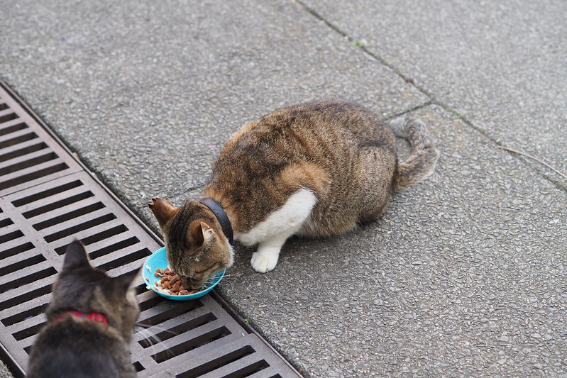 東池袋中央公園の猫。ご飯を食べるキジ茶。