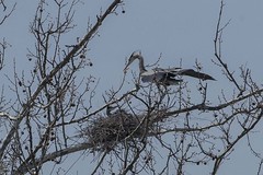 GREAT BLUE HERON ROOKERY at IKEA