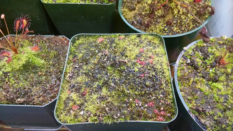 Drosera aliciae seedlings