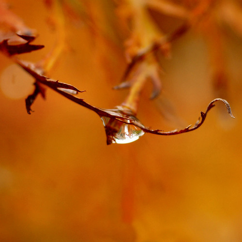 autumn orange macro rain october herfst drop raindrops groningen regen oranje druppel 2014 regendruppels japanesetree atsjebosma