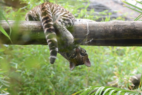Ozelot Thiago im Zoo de La Flèche