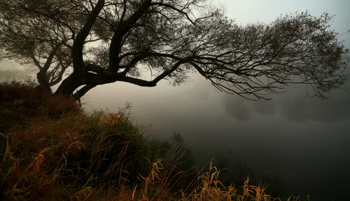 morning mist tree fog canon river landscape scenery drohiczyn cesarz marcelxyz