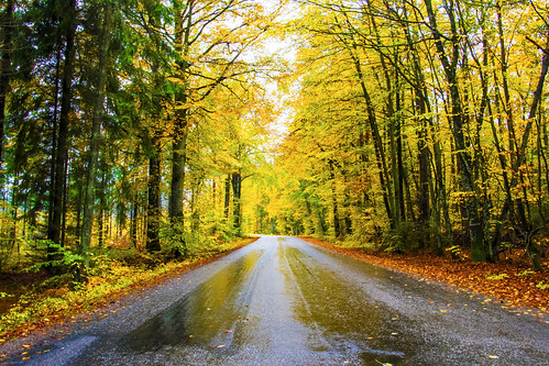 road autumn wet colors tarmac yellow photoshop leaf sweden rainy leafs backroad canoneos70d