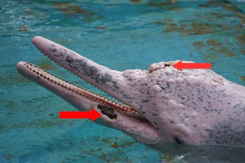 DolphinLagoonUWSSingapore-cancerous_dolphin
