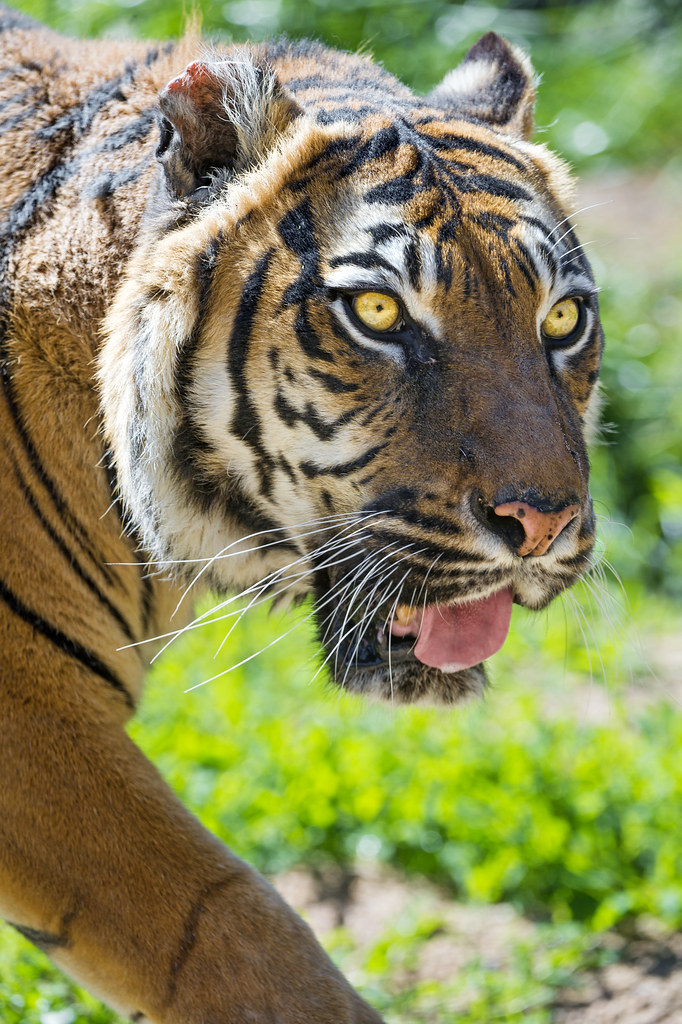 Walking Sumatran tigress