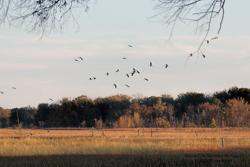 lake bird big crane michigan sigma marsh migration sandhill belleview cranefest 150500mm shanewyatt eos70d prehistorid