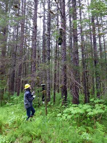 Alex Vaisvil, a student intern from Xavier University in Cincinnati, Ohio, lowers a Lindgren multi-funnel trap to lure longhorned beetles from the mid-canopy in the Tongass National Forest. Traps were located in the forest as part of a study to refine woodborer trapping methods in Southeast Alaska. (U.S. Forest Service/Elizabeth Graham)