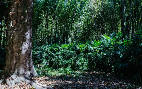 nature plante landscape photo nikon europe european foto picture vert paysage landschaft 18200 paysages bambou forêt bois sous bambouseraie matg d7000 mgaloseau