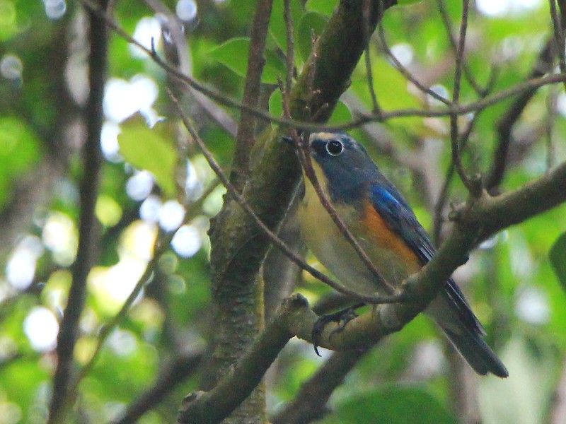 IMG_1882 藍尾鴝 公鳥 Red-flanked Bluetail