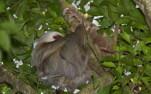 costarica sloth laselva sarapiqui twotoedsloth laselvabiologicalstation suenoazulhotel choloeppushoffmanni