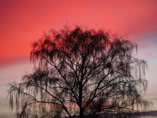 sprotbrough doncaster tree silhouette sunset yorkshire winter
