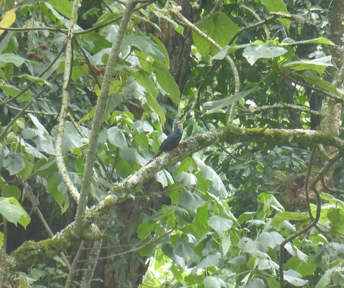 africa uganda bwindiimpenetrableforestnationalpark birds aves hoopoe woodhoopoe whiteheadedwoodhoopoe phoeniculusbollei