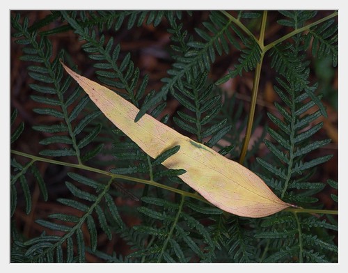 leaf forest fern caught fallen hotspur victoria australia olympusomdem5 microfourthirds m43
