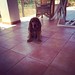 Ibiza - The cutes dog garding Stephane DX...