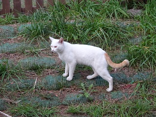 白猫さん 尻尾だけ茶色