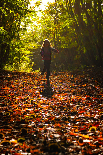 wood autumn trees shadow red orange sun green leaves silhouette backlight season children gold moving leaf movement soft track child floor dynamic bright path profile halo running form backlit outline shape skipping autumnal pathway horsechestnut likeness autumncolour ef24105mmf4lisusm canoneos5dmarkii millbankwood