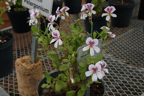 Pelargonium betulinum