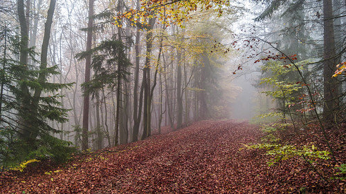 germany landscape bayern bavaria nebel hiking herbst natur foggy landschaft wandern