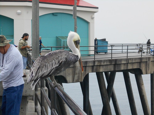 pelican (2)