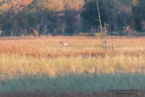 lake bird big crane michigan sigma marsh migration sandhill belleview cranefest 150500mm shanewyatt eos70d prehistorid
