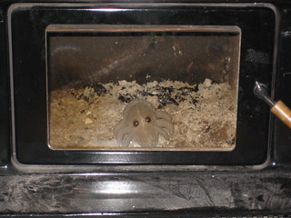 Dust Mite in the furnace