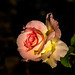 Ibiza - Rosas en el jardin DSC0695