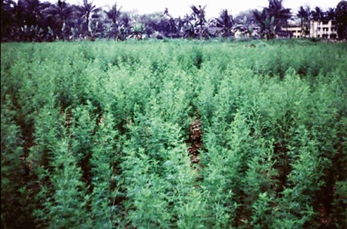 河內大學的農場在生產黃花蒿，1992。圖片提供：郭華仁