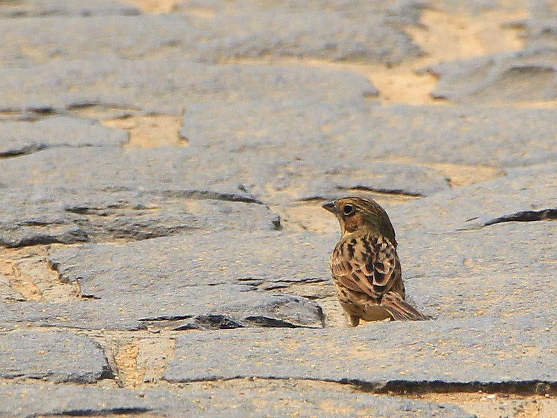 IMG_1504 小鵐或赤胸鵐 Little Bunting or Chestnut-eared Bunting