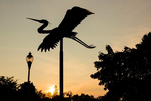 sunset heron silhouette sonnenuntergang reiher fischreiher