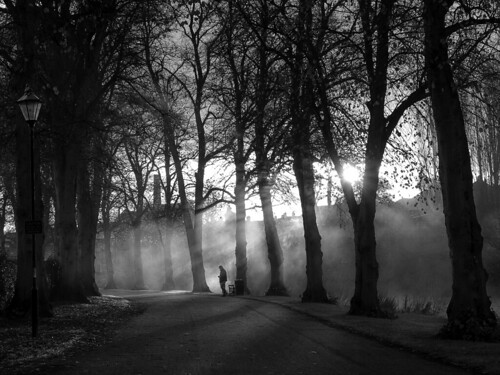 morning trees mist sunrise dawn shropshire riverside path walk olympus shrewsbury avenue limes em1
