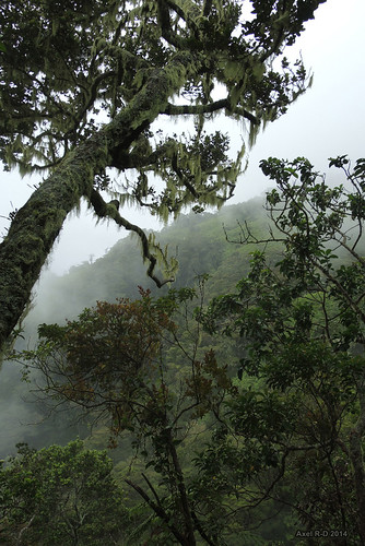 sumatra indonesia jungle arbre forêt montagnes jambi kerinci gunungkerinci