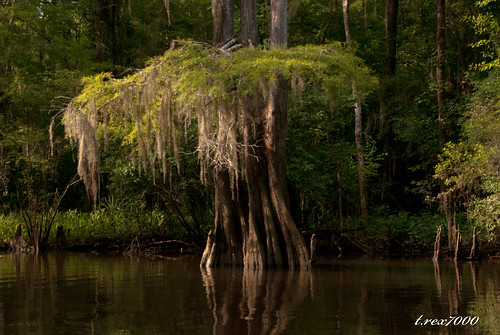 alabama explore bayou swamp spanishmoss cypresstrees wetland deadlake mobiletensawdelta trex7000