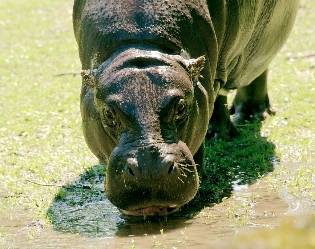 Pygmy Hippopotamus (Hexaprotodon liberiensis)_35