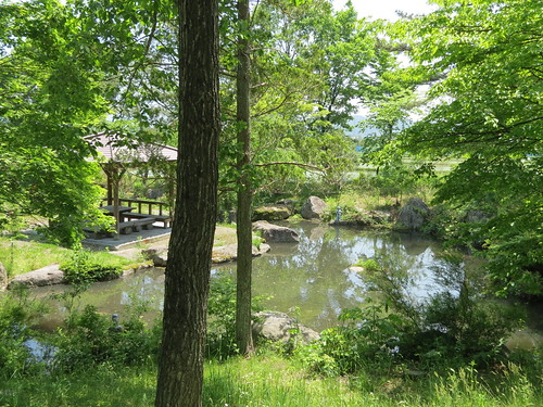 Taro's Pond