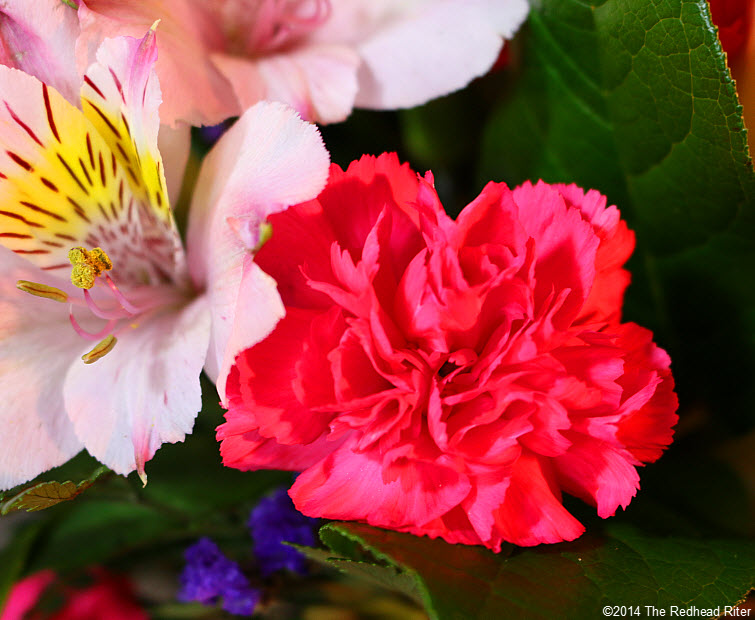 dark pink carnation flower bloomingWhat Lies Within Us Can Bloom